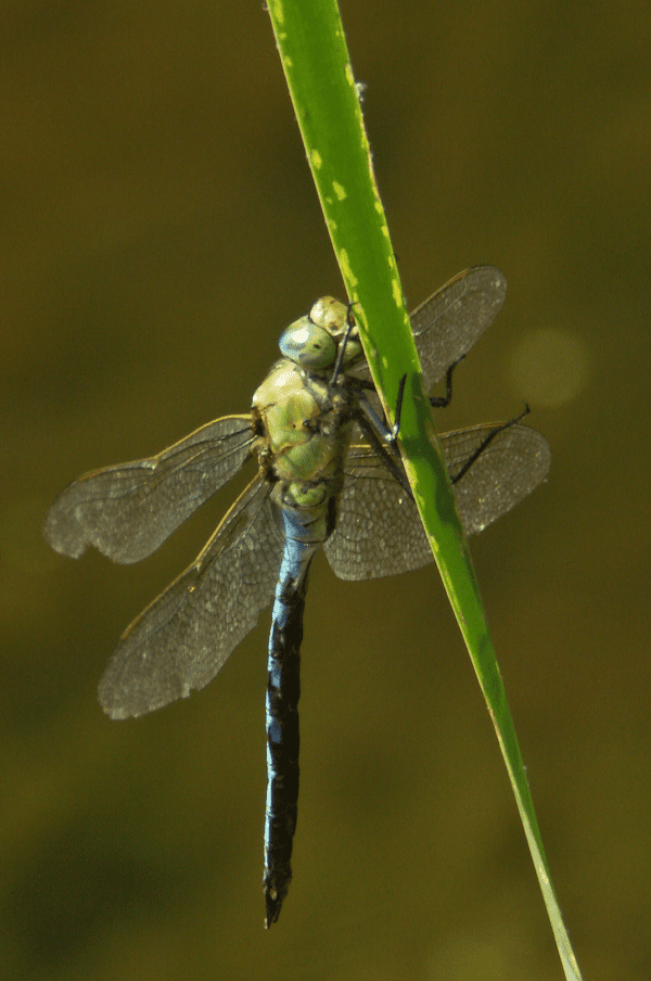 Harbour Tots Parent And Toddler Group Dragonflies And Ponds At 