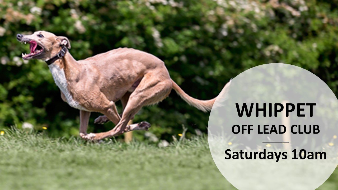 whippet lead