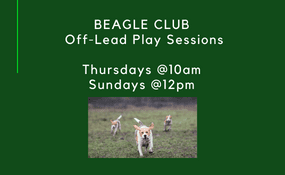 beagle off lead