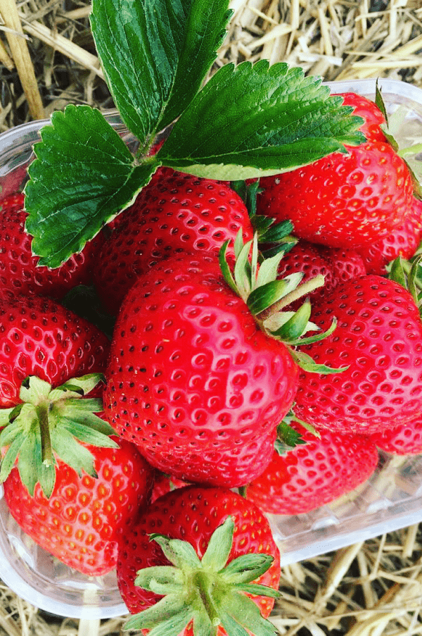 Bellis' Pick Your Own 2021 STRAWBERRIES & RASPBERRIES ONLY at Bellis