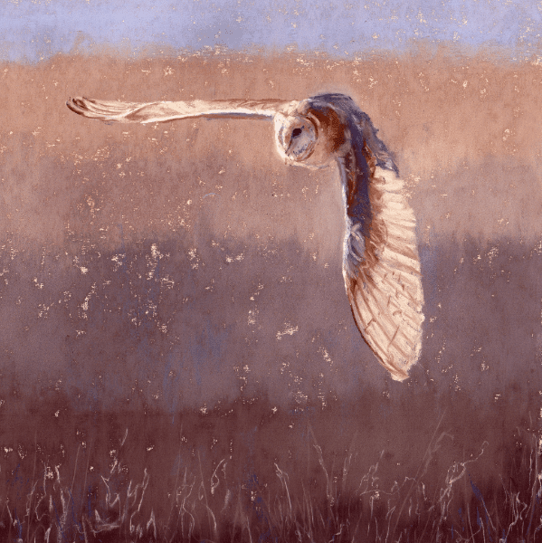 The Brilliance of Birds
